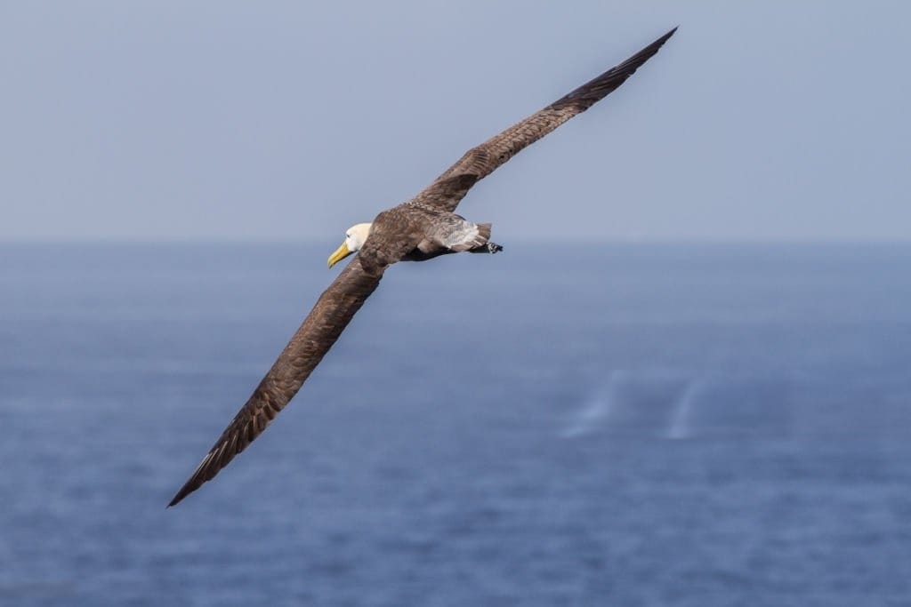 tax consulting Services in Dubai