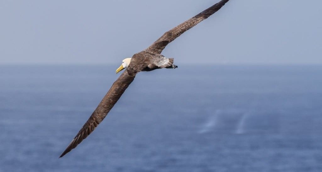 tax consulting Services in Dubai