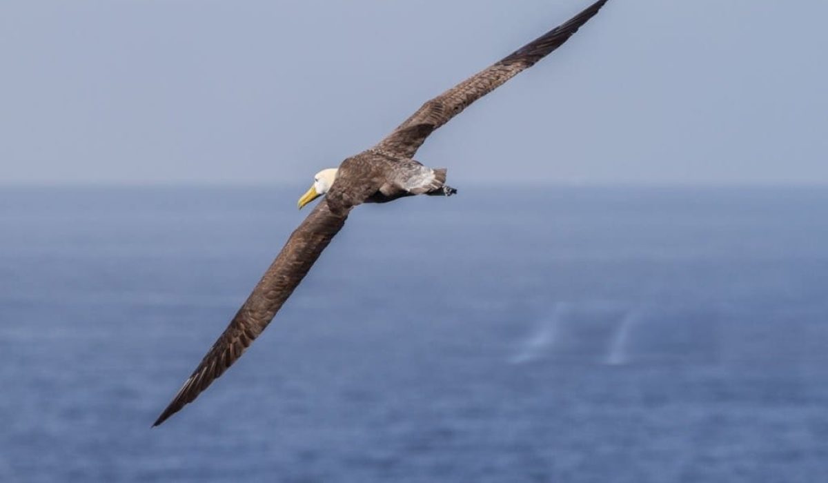 tax consulting Services in Dubai